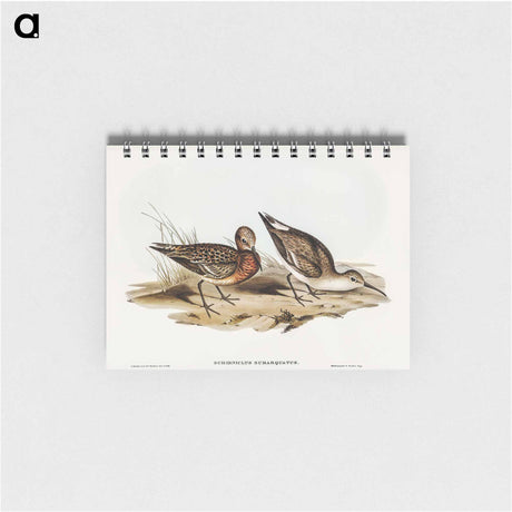アートメモ帳-Curlew Sandpiper
 - オーストラリアの鳥 Memo.
