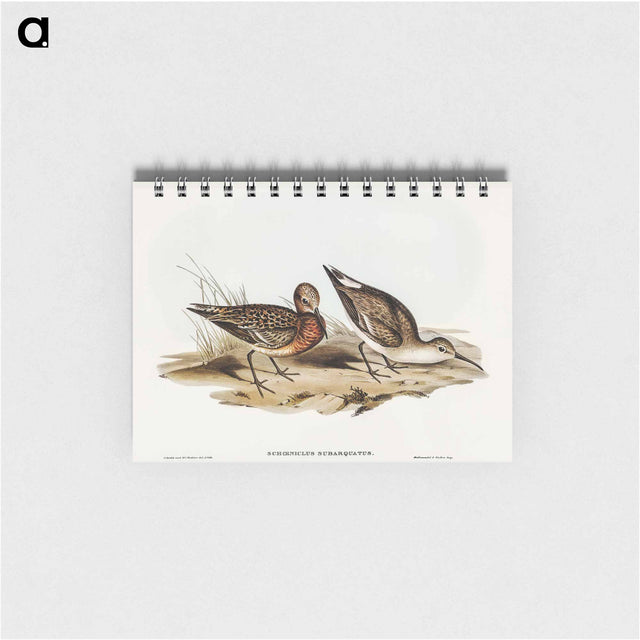 アートメモ帳-Curlew Sandpiper
 - オーストラリアの鳥 Memo.