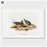 Curlew Sandpiper
 - オーストラリアの鳥 Poster.