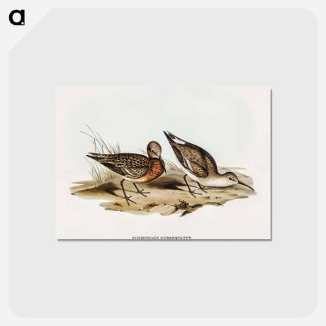 アートポストカード-Curlew Sandpiper
 - オーストラリアの鳥 Postcard.