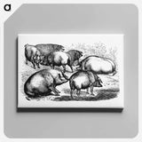 アートパネル-Majorcan Pigs of the Balearic Islands
 - 大英図書館 Canvas.