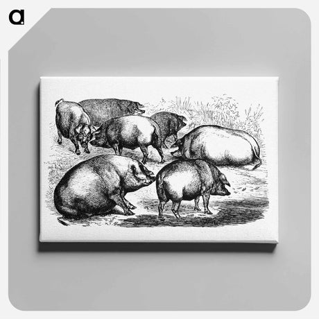 アートパネル-Majorcan Pigs of the Balearic Islands
 - 大英図書館 Canvas.
