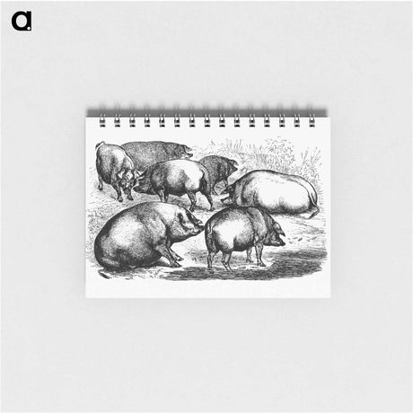 アートメモ帳-Majorcan Pigs of the Balearic Islands
 - 大英図書館 Memo.