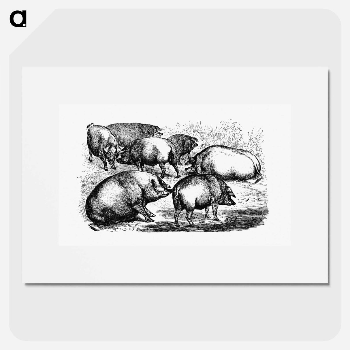 アートポスター-Majorcan Pigs of the Balearic Islands
 - 大英図書館 Poster.