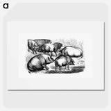 アートポスター-Majorcan Pigs of the Balearic Islands
 - 大英図書館 Poster.