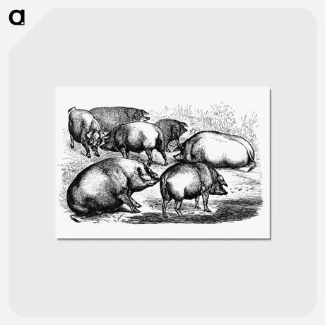 アートポストカード-Majorcan Pigs of the Balearic Islands
 - 大英図書館 Postcard.