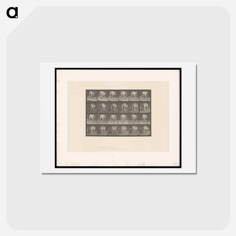 アートポストカード-Walking Mastiff
 - エドワード マイブリッジ Postcard.