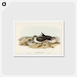 アートポストカード-White-faced Storm Petrel
 - ジョン グールド Postcard.