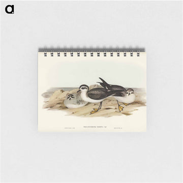 White-faced Storm Petrel
 - ジョン グールド Memo.