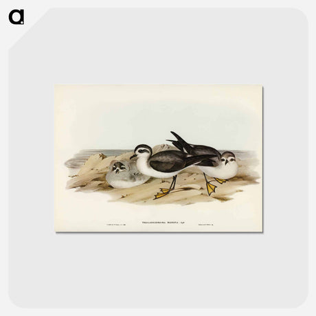 アートポストカード-White-faced Storm Petrel
 - ジョン グールド Postcard.