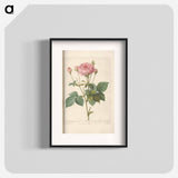 Rose illustration - Pierre Joseph Redouté Poster.