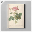 アートパネル-Rose illustration - ピエール ジョゼフ ルドゥーテ Canvas.
