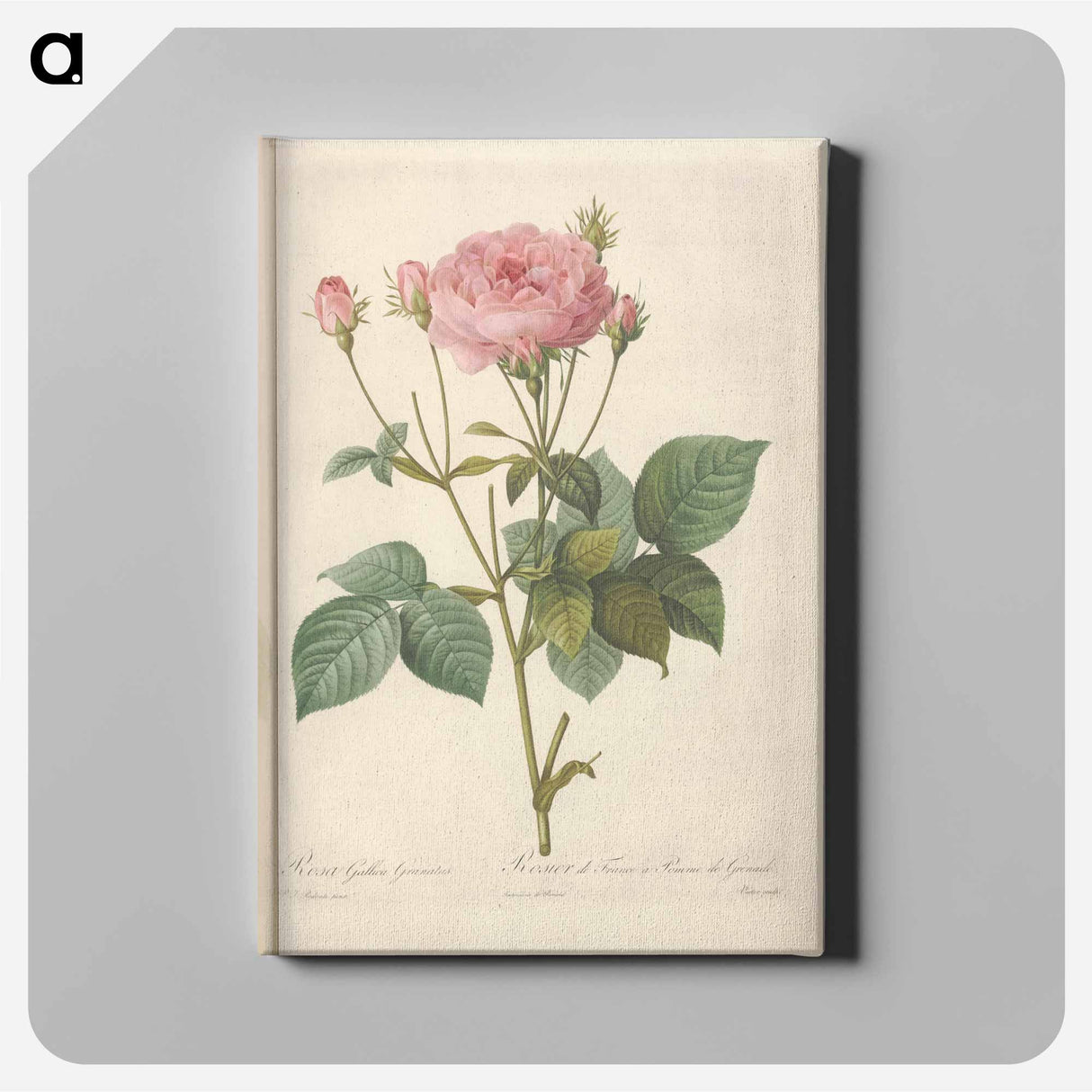 アートパネル-Rose illustration - ピエール ジョゼフ ルドゥーテ Canvas.