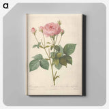 アートパネル-Rose illustration - ピエール ジョゼフ ルドゥーテ Canvas.