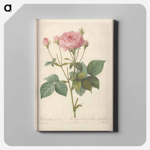 アートパネル-Rose illustration - ピエール ジョゼフ ルドゥーテ Canvas.