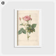 アートポストカード-Rose illustration - ピエール ジョゼフ ルドゥーテ Postcard.