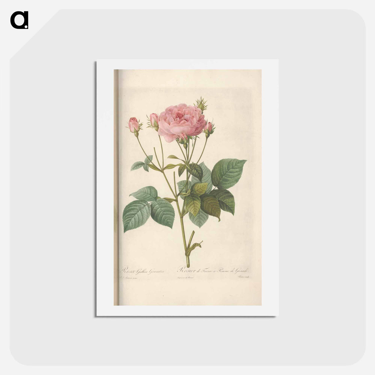 アートポストカード-Rose illustration - ピエール ジョゼフ ルドゥーテ Postcard.