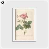 アートポストカード-Rose illustration - ピエール ジョゼフ ルドゥーテ Postcard.