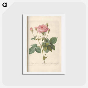 アートポストカード-Rose illustration - ピエール ジョゼフ ルドゥーテ Postcard.