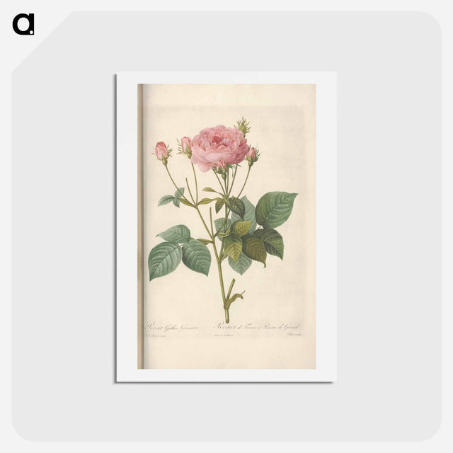 アートポストカード-Rose illustration - ピエール ジョゼフ ルドゥーテ Postcard.