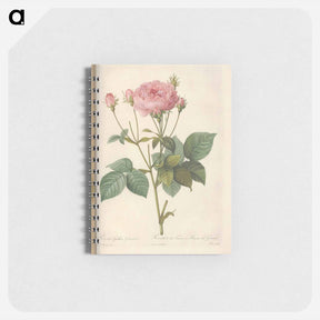 アートメモ帳-Rose illustration - ピエール ジョゼフ ルドゥーテ Memo.