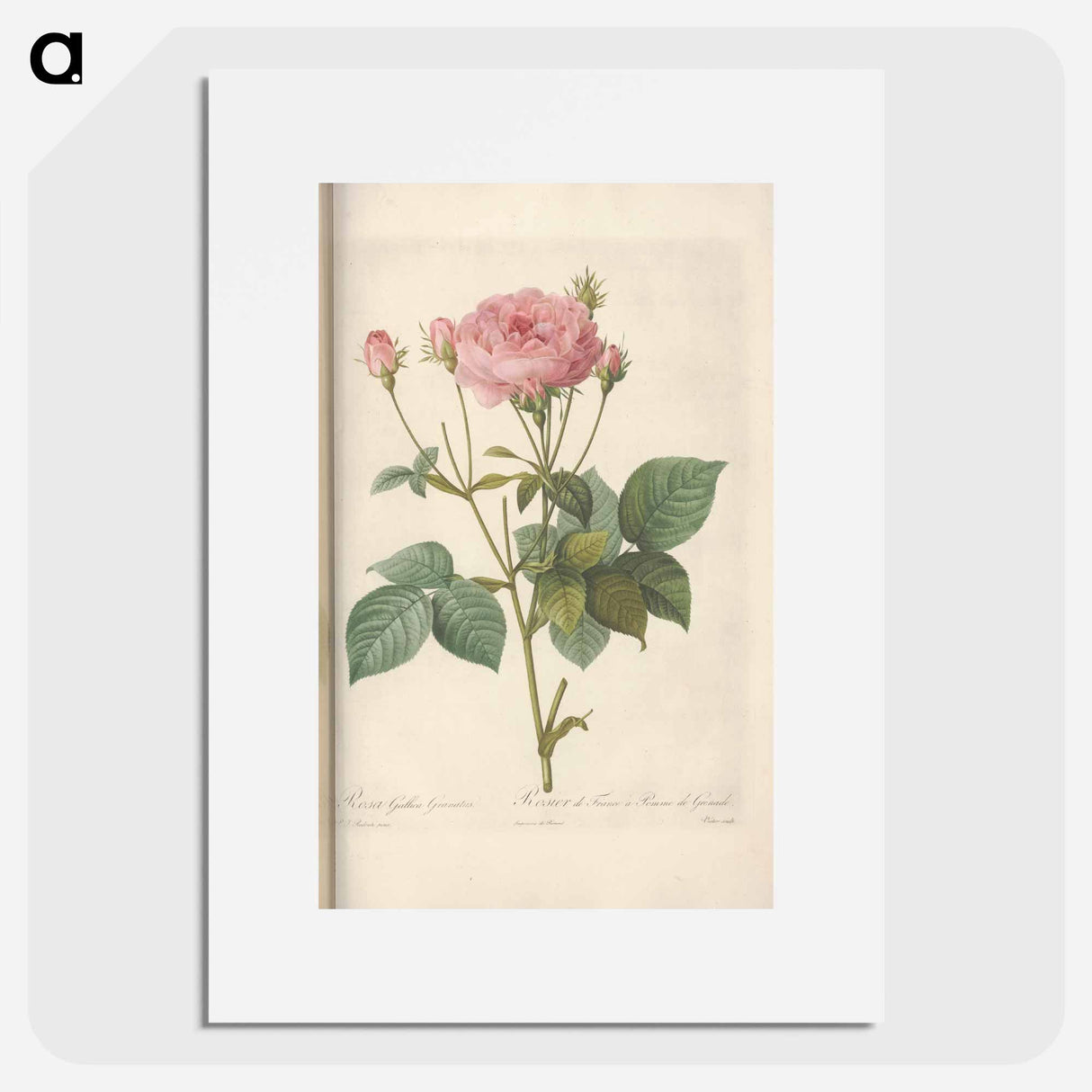 Rose illustration - Pierre Joseph Redouté Poster.