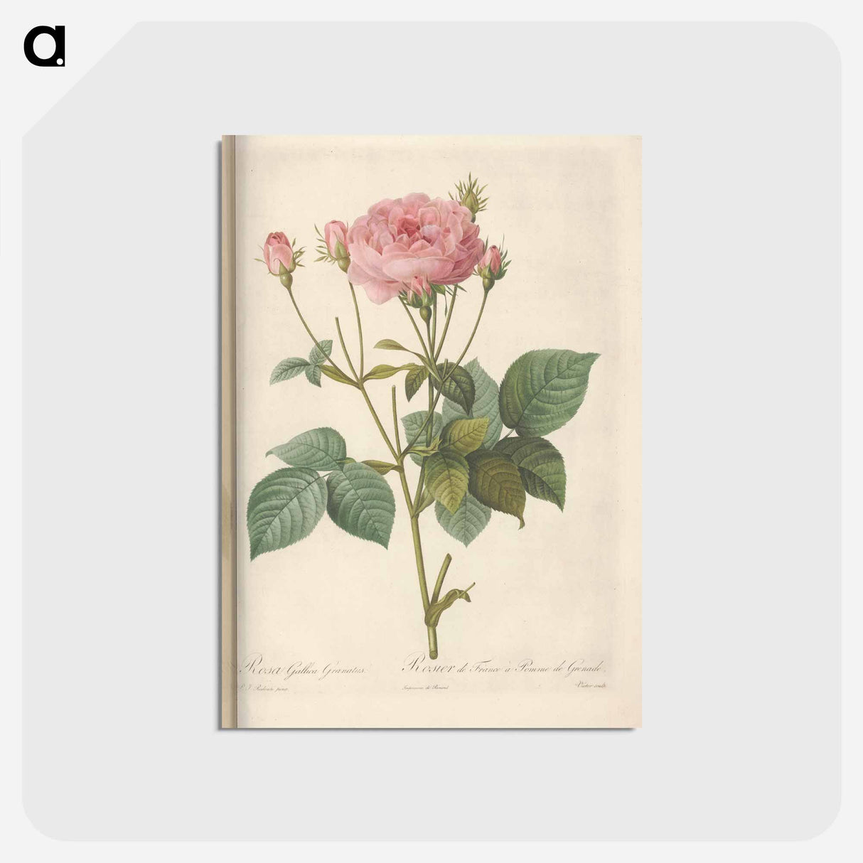 アートポストカード-Rose illustration - ピエール ジョゼフ ルドゥーテ Postcard.
