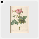 アートポストカード-Rose illustration - ピエール ジョゼフ ルドゥーテ Postcard.
