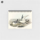 アートメモ帳-Dove-like Prion
 - オーストラリアの鳥 Memo.