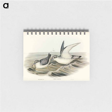 アートメモ帳-Dove-like Prion
 - オーストラリアの鳥 Memo.