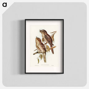 アートポスター-Podargus Phalaenoides and Moth-plumaged Podargus
 - ジョン グールド Poster.
