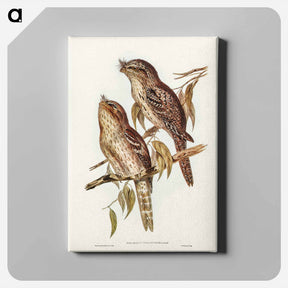 アートパネル-Podargus Phalaenoides and Moth-plumaged Podargus
 - ジョン グールド Canvas.
