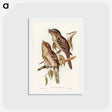 アートポストカード-Podargus Phalaenoides and Moth-plumaged Podargus
 - ジョン グールド Postcard.