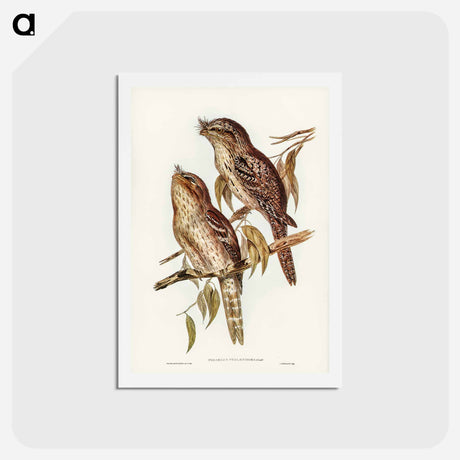 アートポストカード-Podargus Phalaenoides and Moth-plumaged Podargus
 - ジョン グールド Postcard.