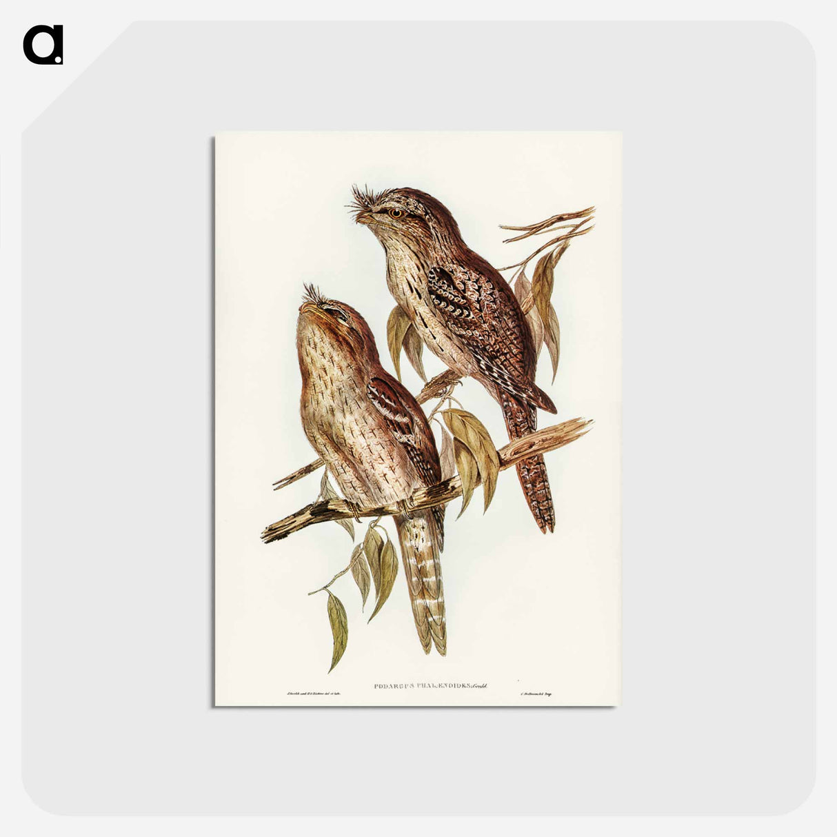 アートポストカード-Podargus Phalaenoides and Moth-plumaged Podargus
 - ジョン グールド Postcard.