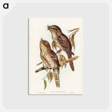 アートポストカード-Podargus Phalaenoides and Moth-plumaged Podargus
 - ジョン グールド Postcard.