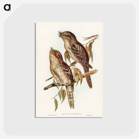 アートポストカード-Podargus Phalaenoides and Moth-plumaged Podargus
 - ジョン グールド Postcard.