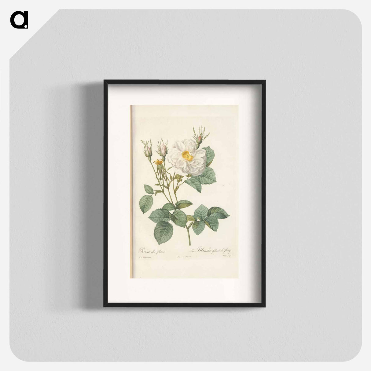 Rose illustration - Pierre Joseph Redouté Poster.