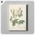 7-4_Pierre-Joseph-Redoute_canvas