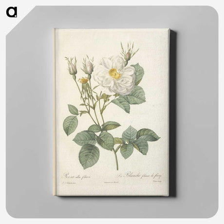 7-4_Pierre-Joseph-Redoute_canvas