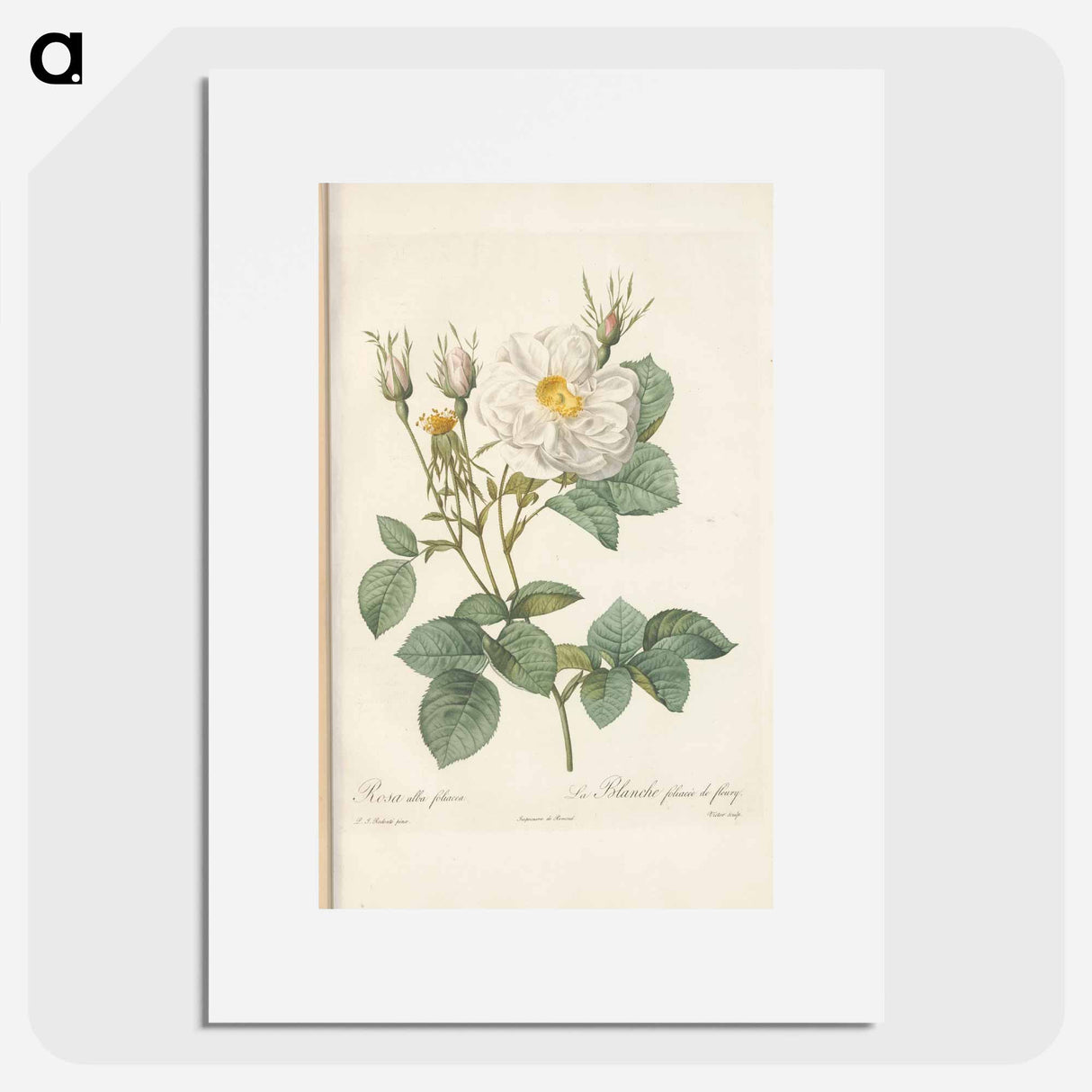 Rose illustration - Pierre Joseph Redouté Poster.