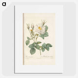 Rose illustration - Pierre Joseph Redouté Poster.
