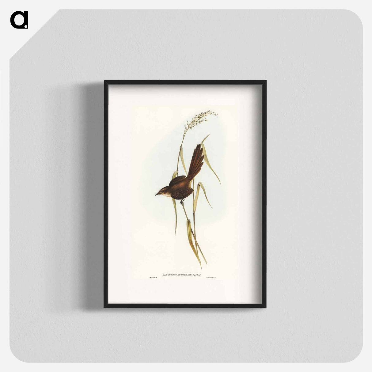 Bristle Bird
 - オーストラリアの鳥 Poster.