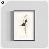 Bristle Bird
 - オーストラリアの鳥 Poster.