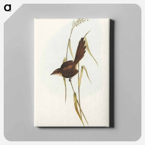 アートパネル-Bristle Bird
 - オーストラリアの鳥 Canvas.