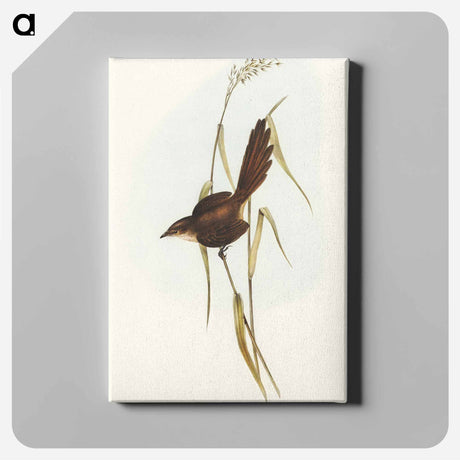 アートパネル-Bristle Bird
 - オーストラリアの鳥 Canvas.