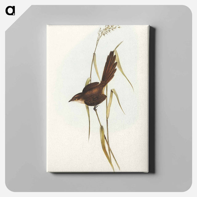 アートパネル-Bristle Bird
 - オーストラリアの鳥 Canvas.