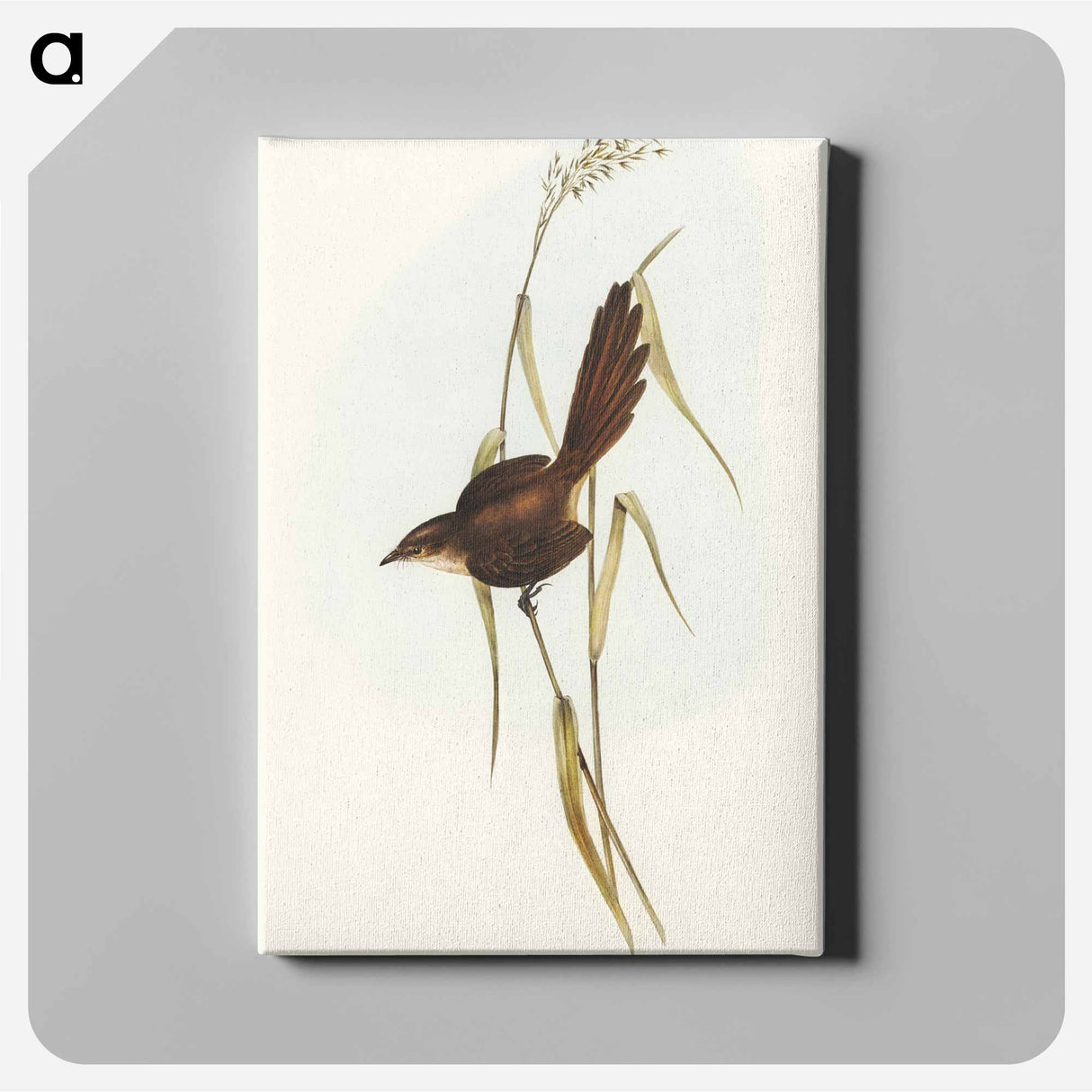 Bristle Bird
 - オーストラリアの鳥 Canvas.