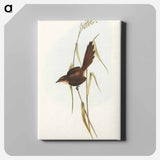 Bristle Bird
 - オーストラリアの鳥 Canvas.