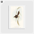 アートポストカード-Bristle Bird
 - オーストラリアの鳥 Postcard.